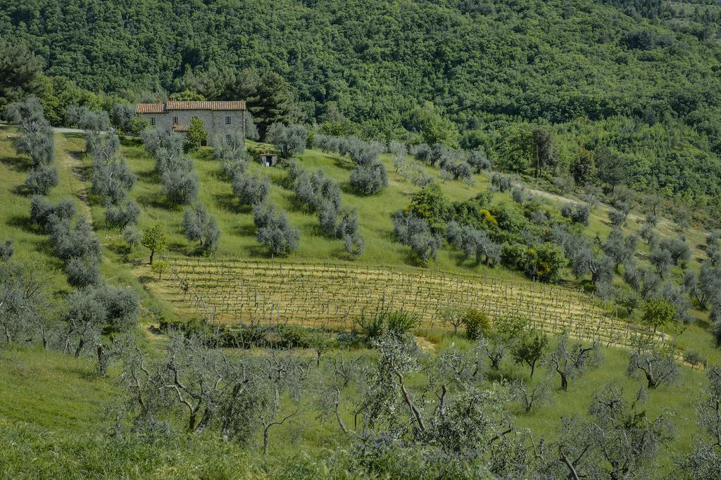 Agriturismo Bindozzino Castiglione d'Orcia Exterior photo